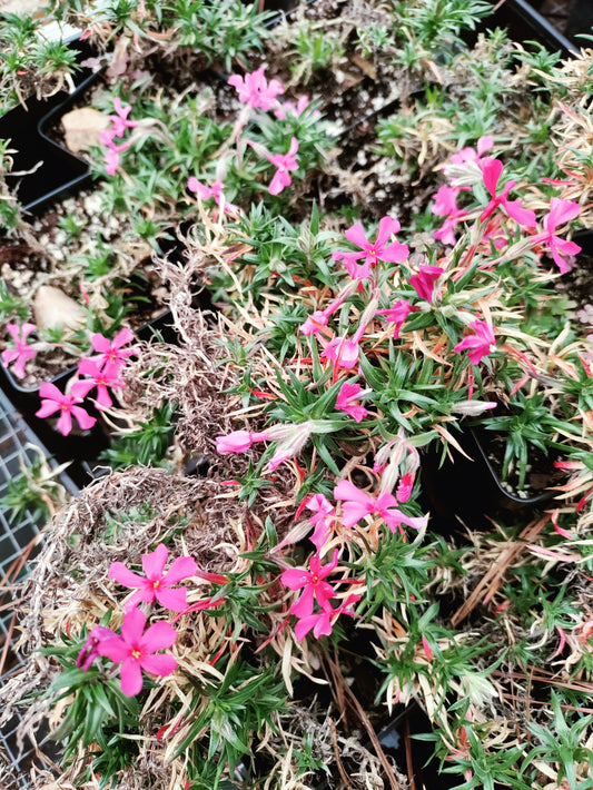 Creeping Phlox Dark Pink - Phlox subulata