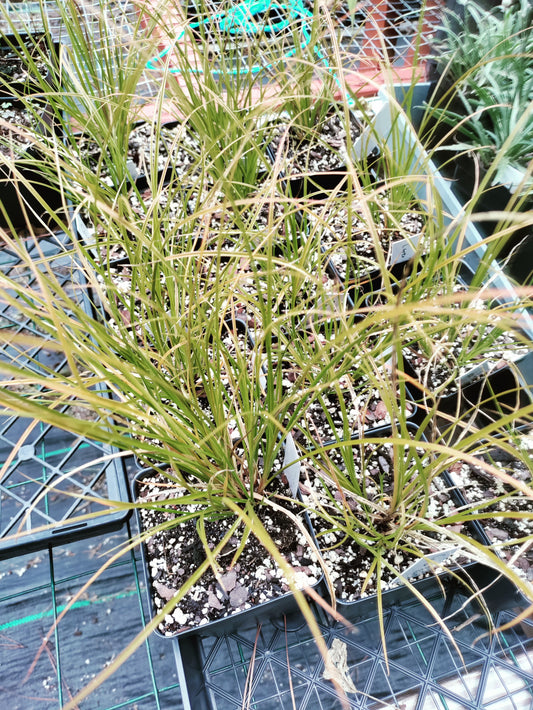 Carex 'Prairie Fire' - Carex testacea
