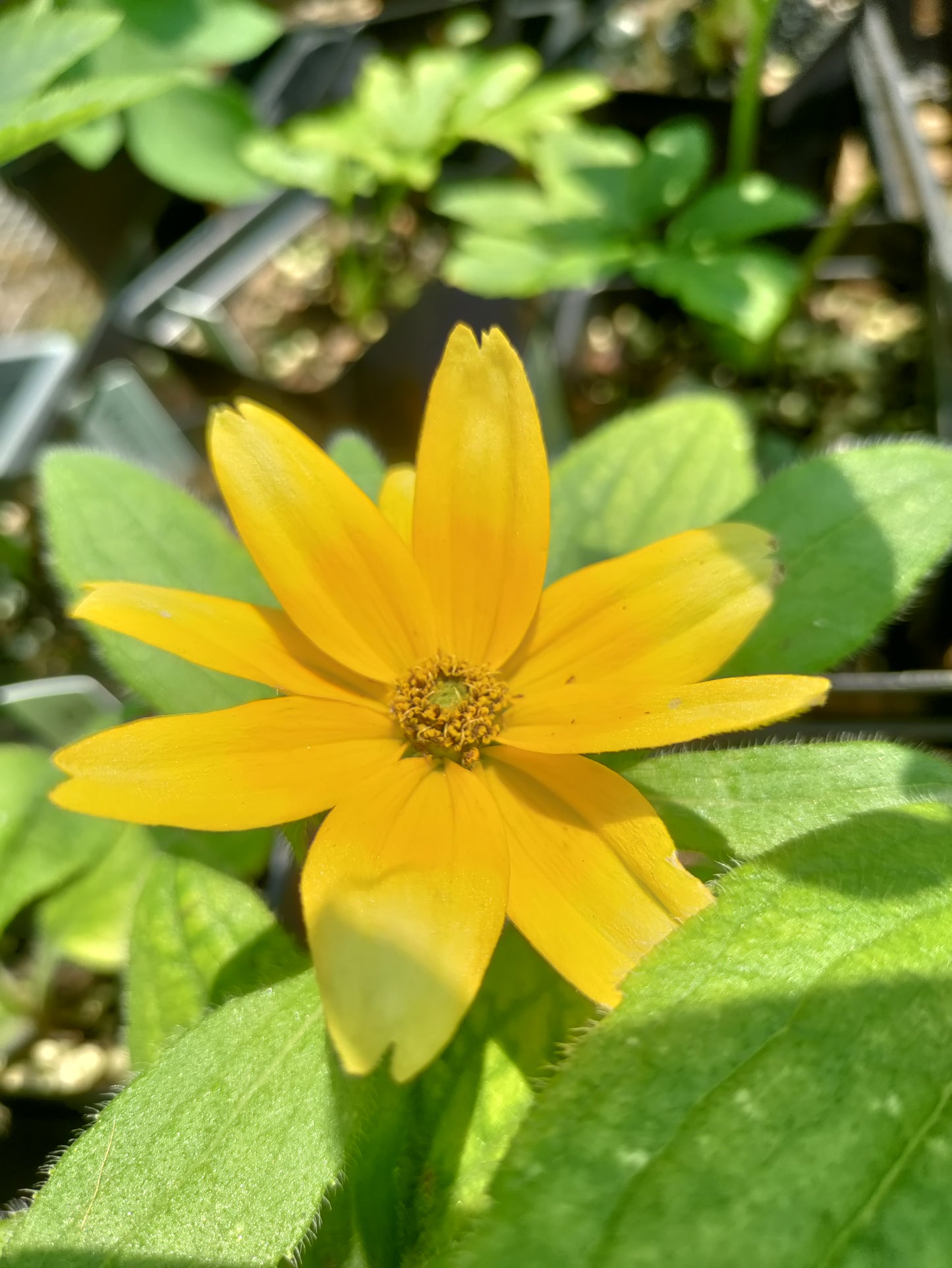 Rudbeckia 'Prairie Sun' - Rudbeckia hirta