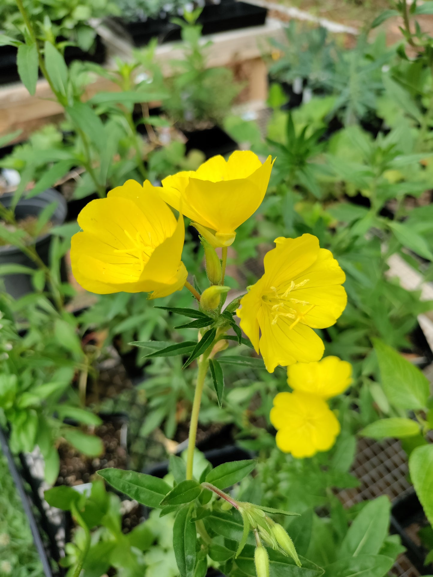 Primrose 'Sundrops' - Oenthera tetragona (Copy)