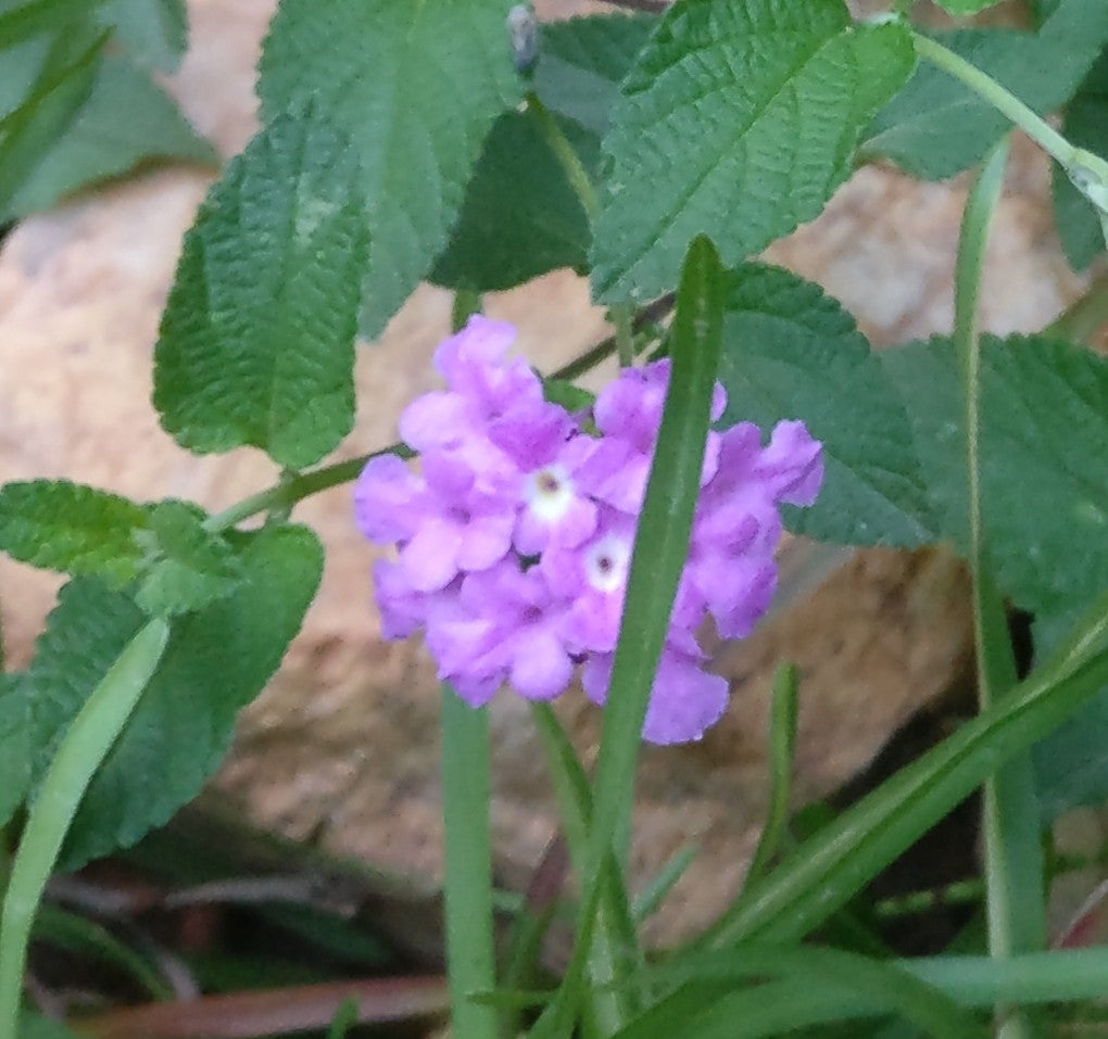 Lantana trailing purple - Lantana montevidensis