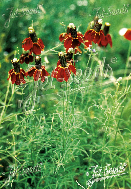 Prairie Coneflower - Ratibida columnifera f. pulcherrima
