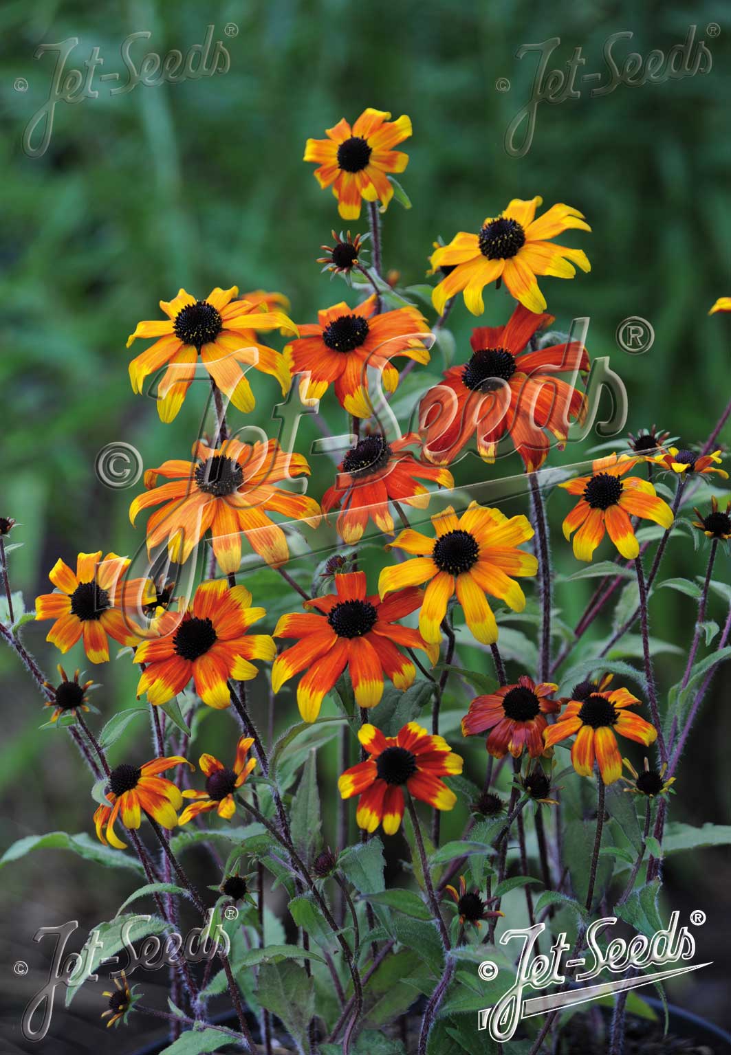 Rudbeckia 'Prairie Glow' - Rudbeckia triloba