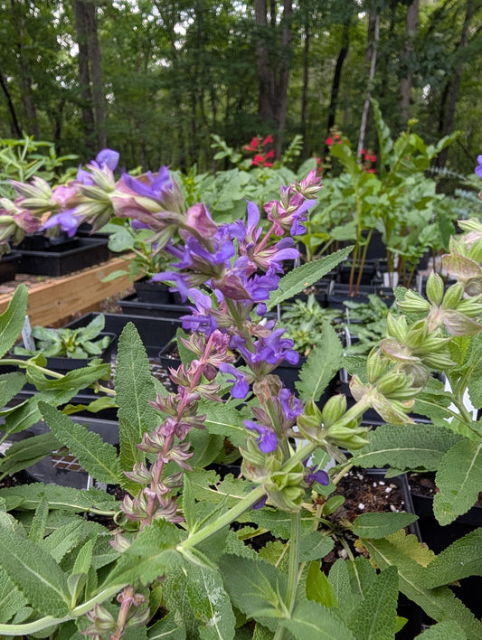 Salvia Violet Queen - Salvia nemorosa