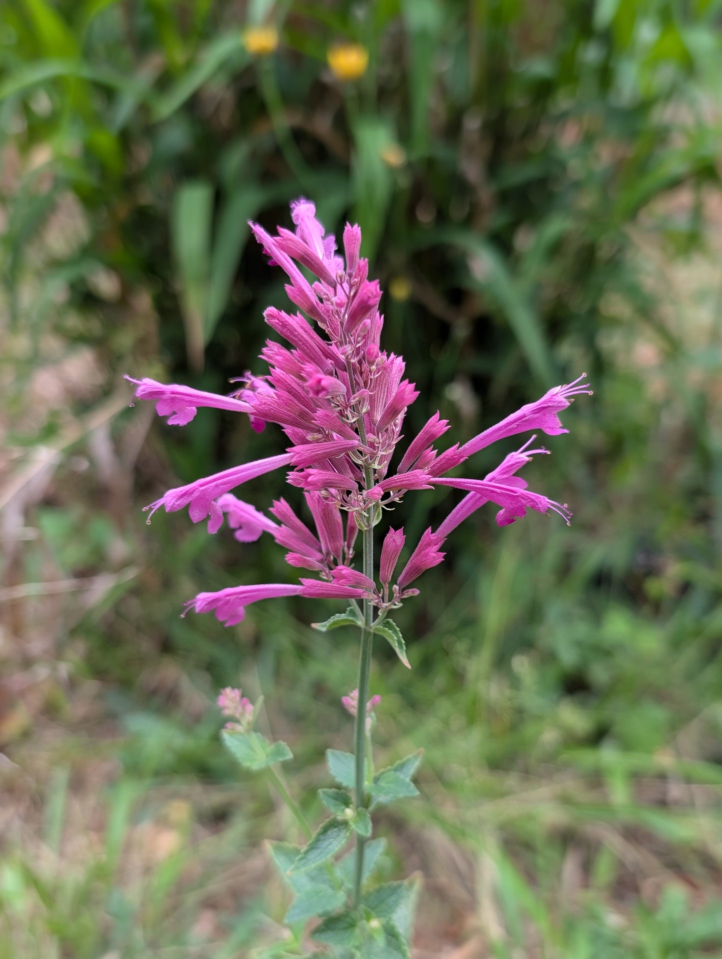 Agastache 'Heather Queen'- Agastache cana