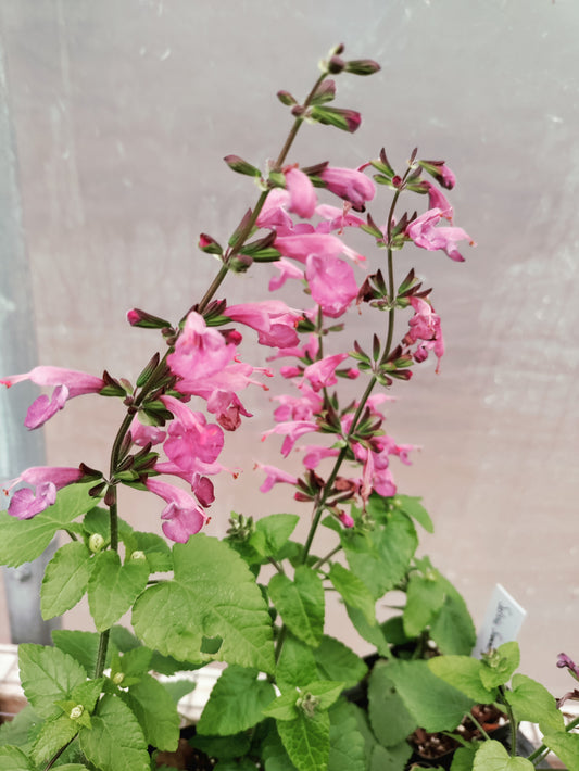 Salvia Summer Jewel Lavender - Salvia coccinea