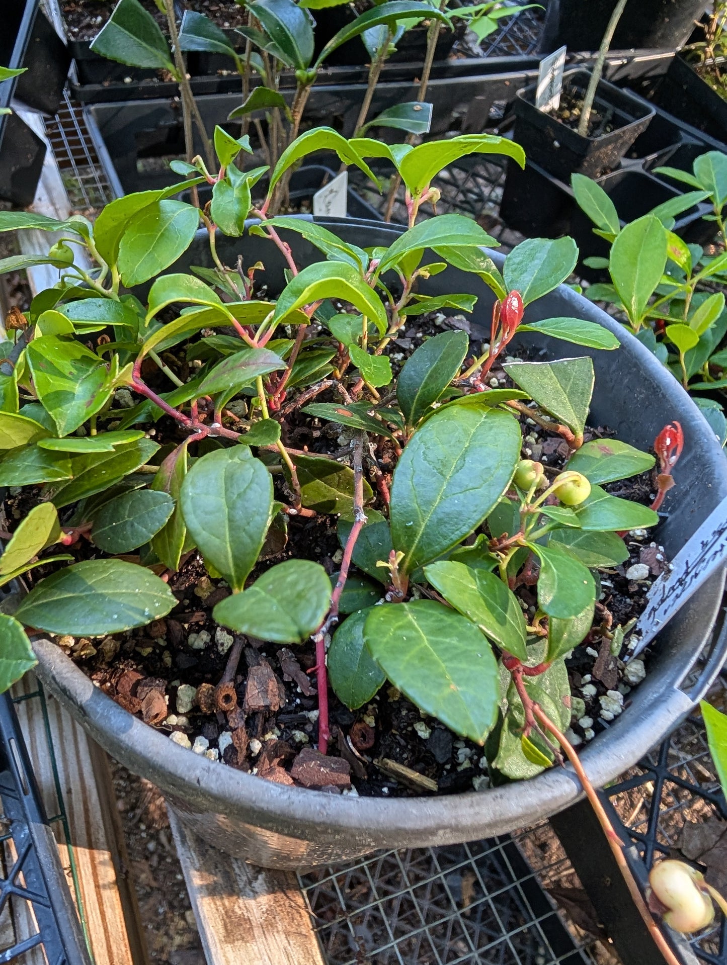 Wintergreen - Gaultheria procumbens