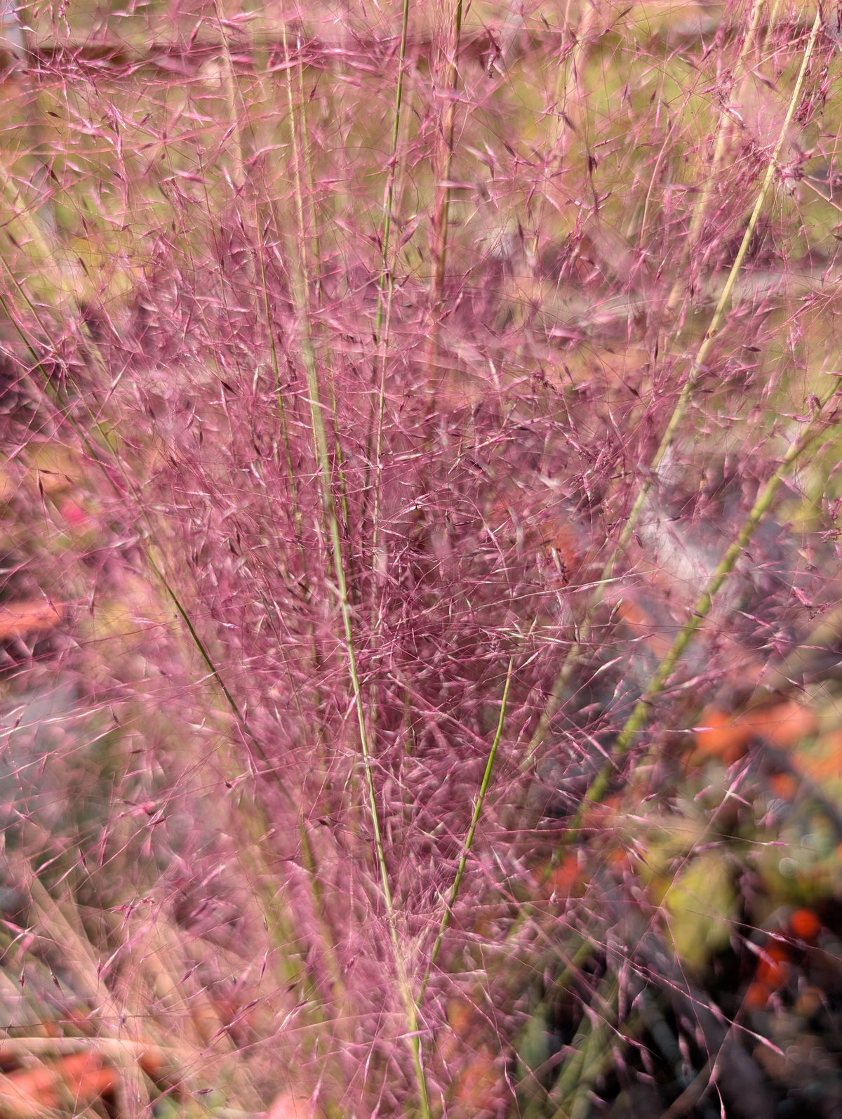 Pink Muhly Grass - Muhlenbergia capillaris