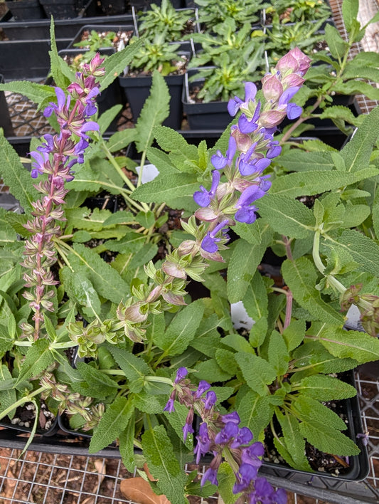 Salvia Violet Queen - Salvia nemorosa