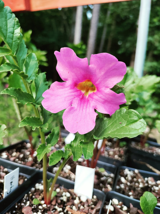Hardy Gloxinia Pink - Incarvillea delavayi
