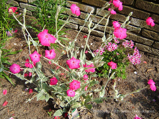 Rose Campion - Silene Coronaria