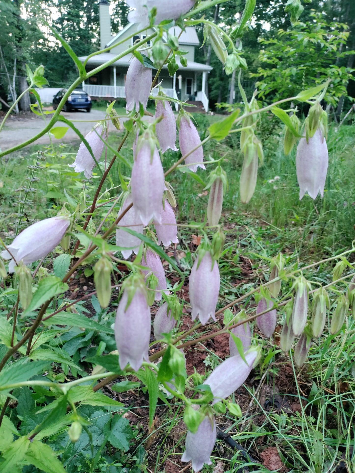 Spotted Bellflower 'Rubriflora' - Campanula punctata