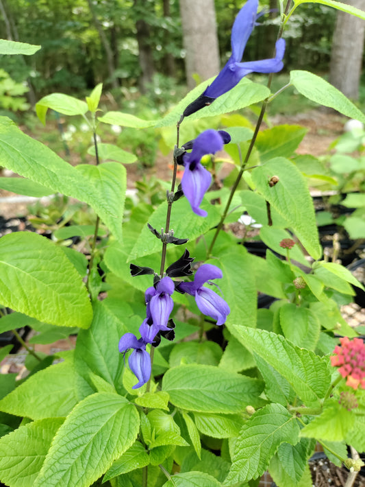 Salvia 'Black and Blue' - Salvia guaranitica