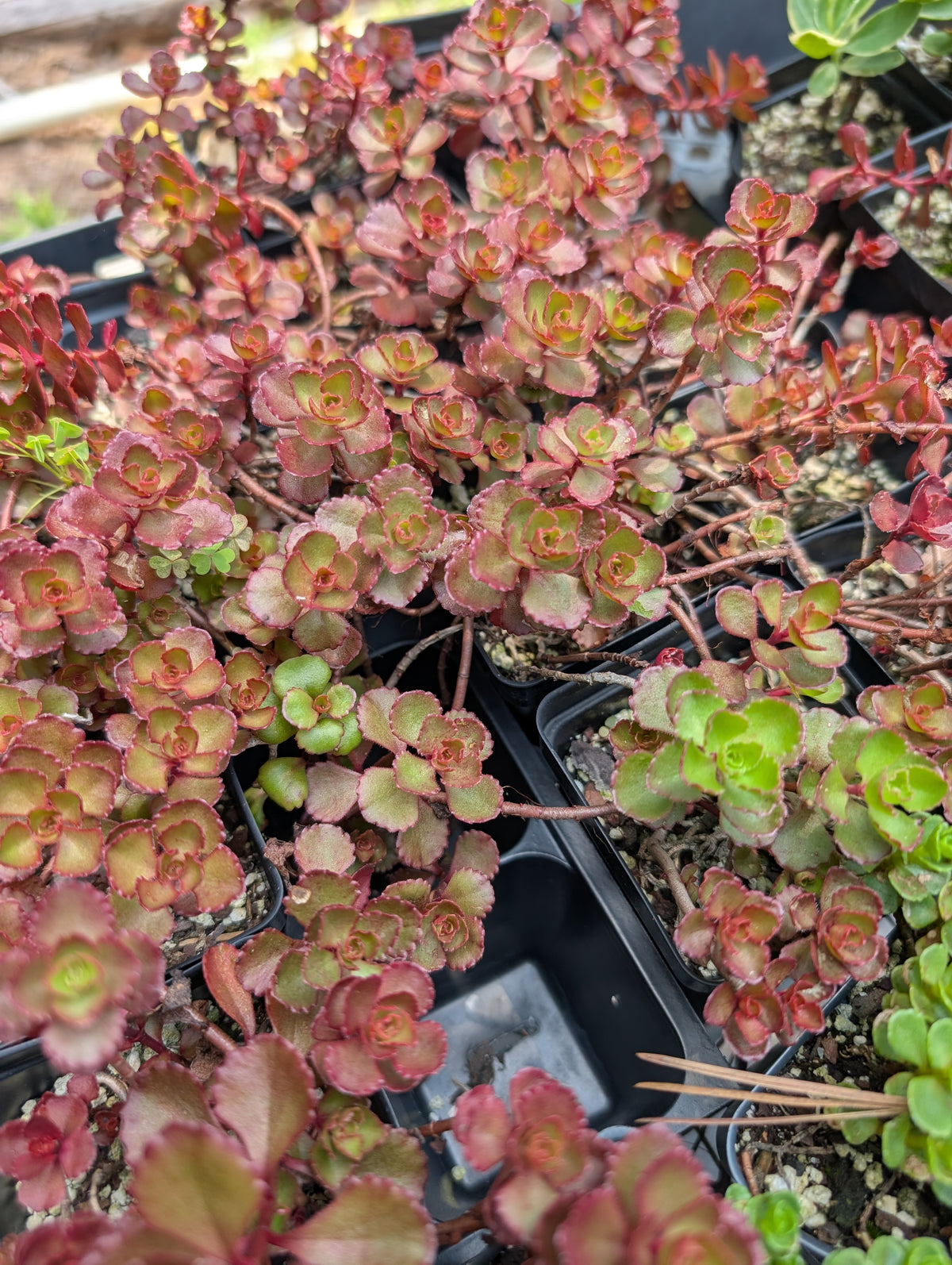 Sedum 'Voodoo' - Sedum spurium