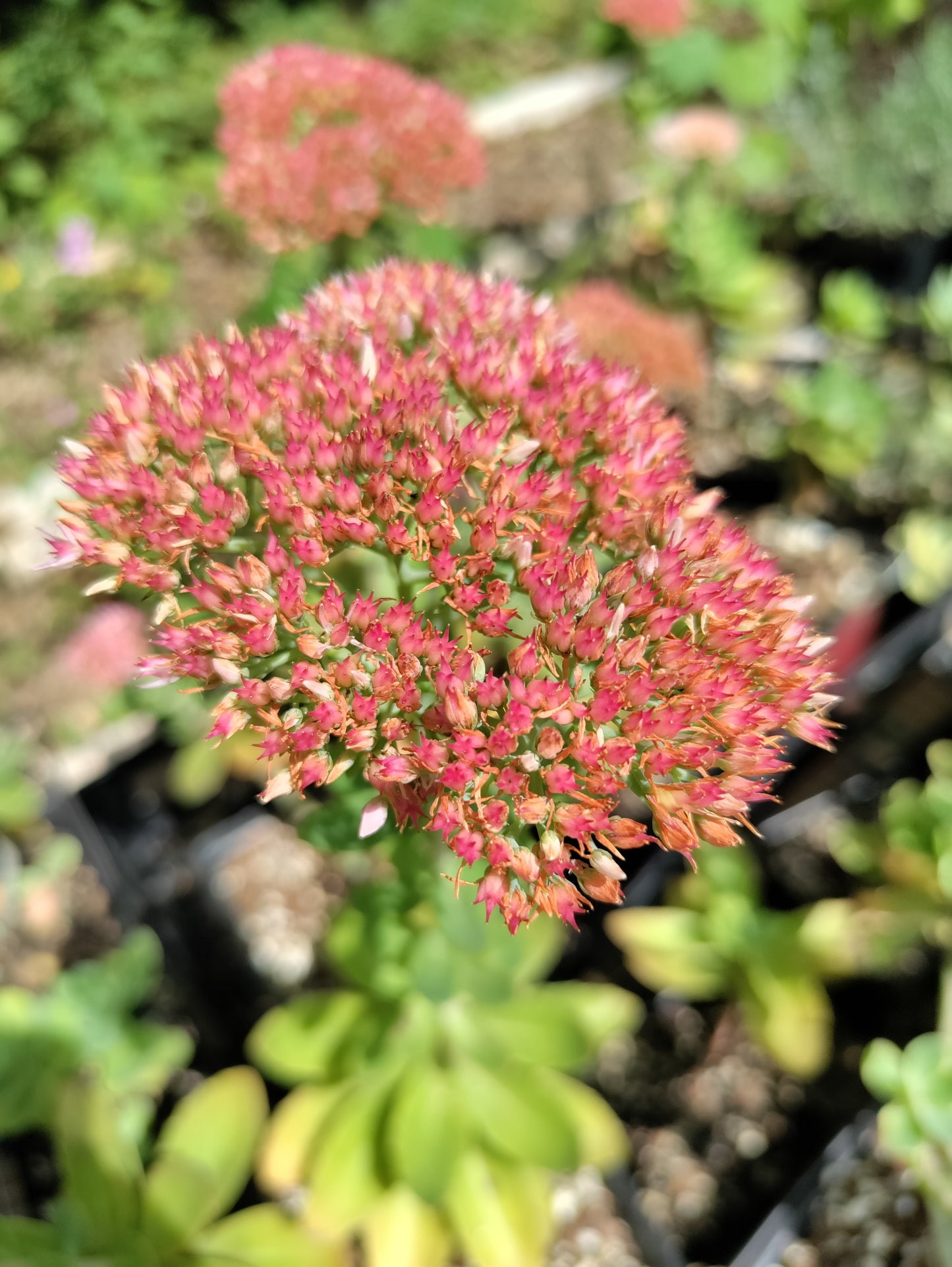 Stonecrop 'Autumn Joy' - Hylotelephium spectabile