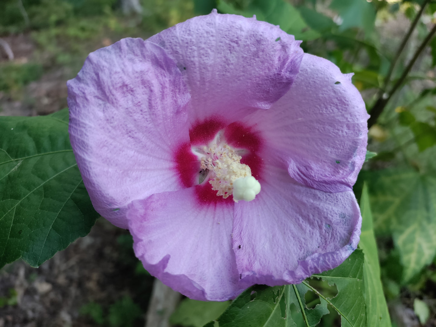 Hibiscus 'Lilac Queen' - Sinosyriacus