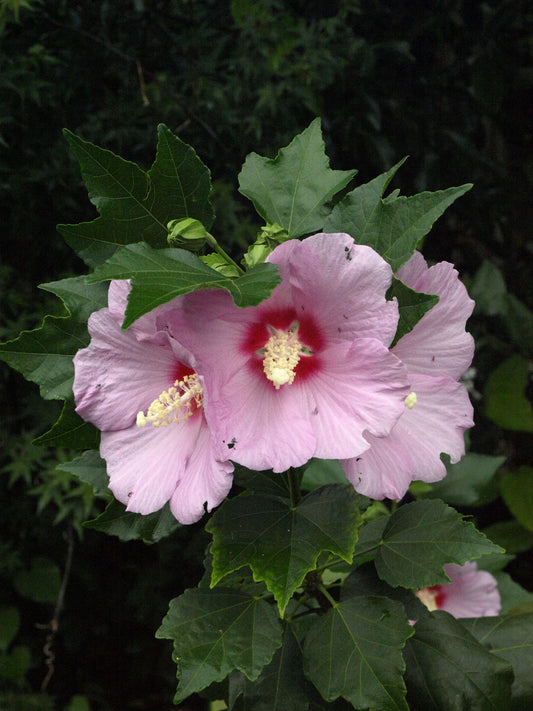 Hibiscus 'Lilac Queen' - Sinosyriacus