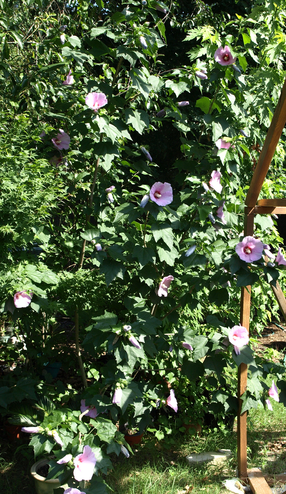 Hibiscus 'Lilac Queen' - Sinosyriacus