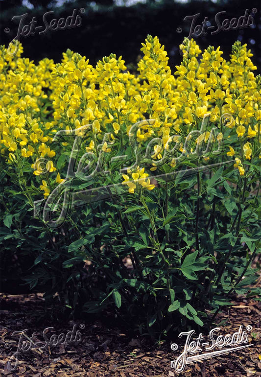 Chinese Bush Pea - Thermopsis chinensis