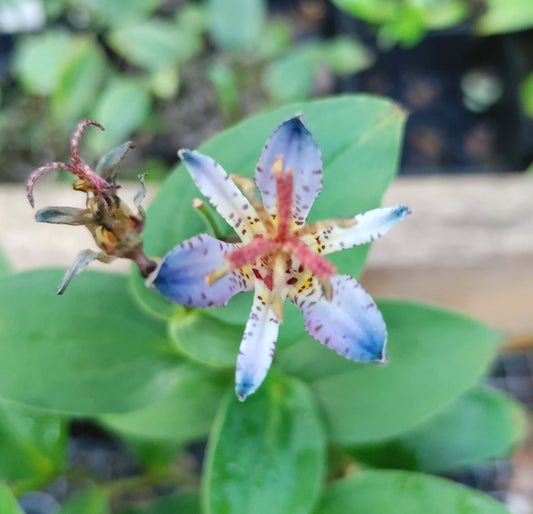 Toad Lily 'Seiryu' - Tricyrtis