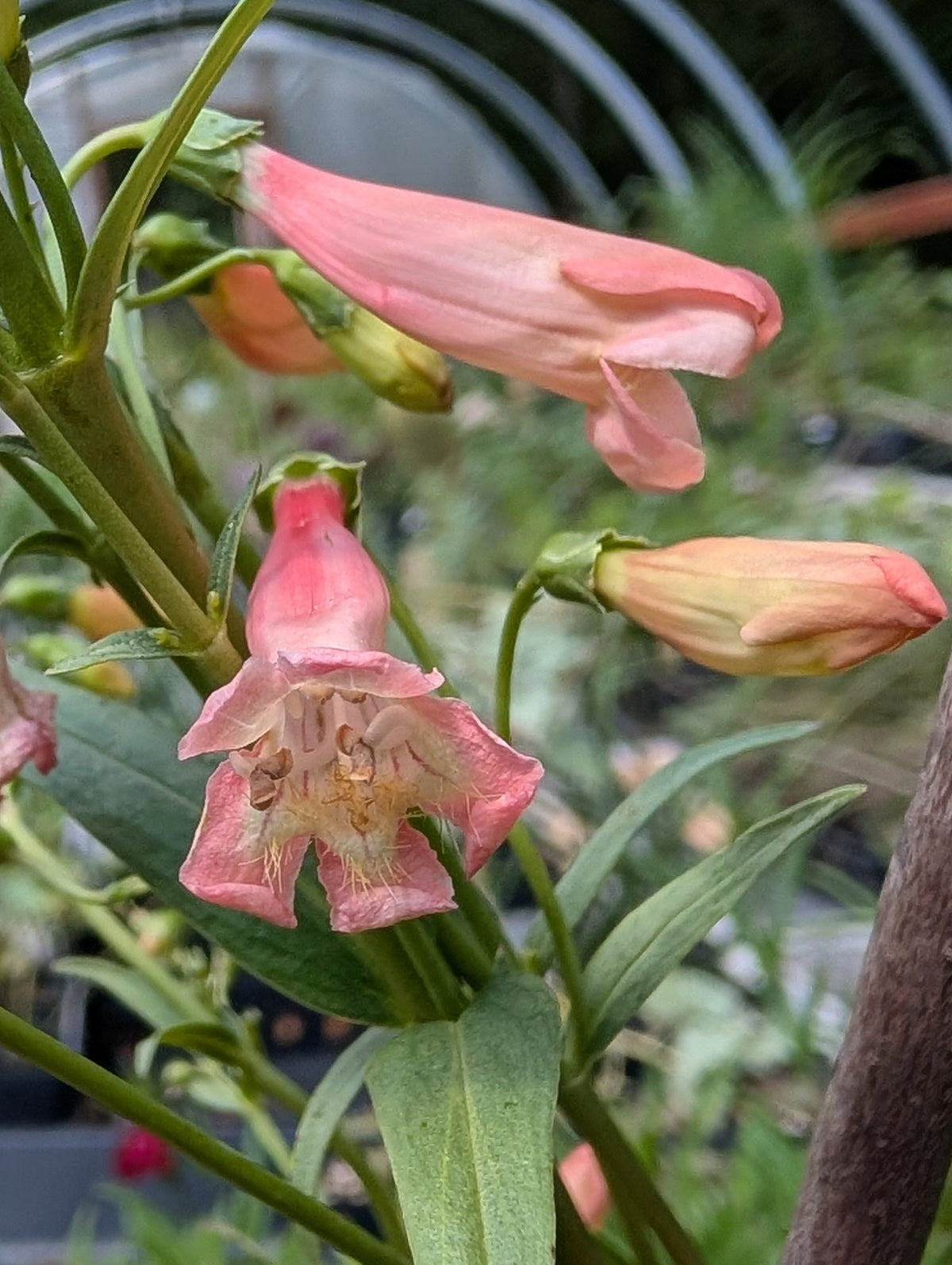 Penstemon 'Twizzle Coral' - Penstemon barbatus