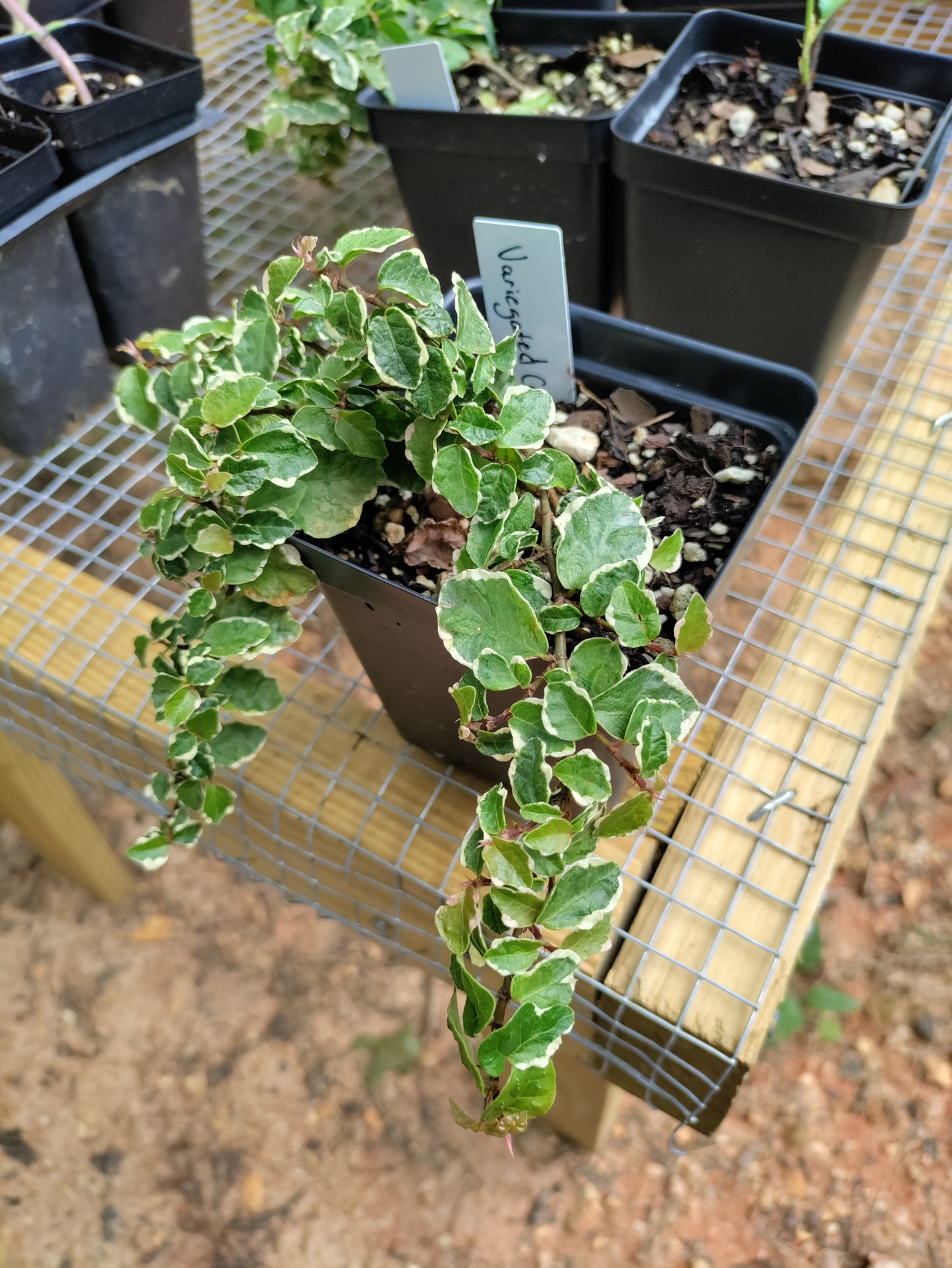 Creeping Fig Variegated - Ficus Pumila