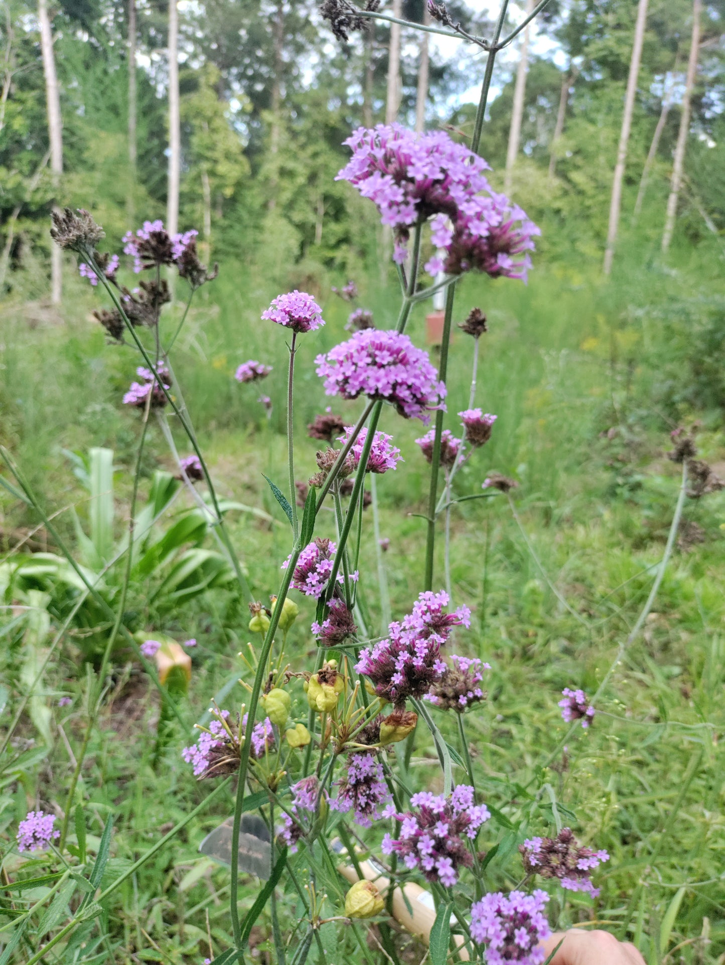 Verbena Bonariensis - Purpletop Vervain