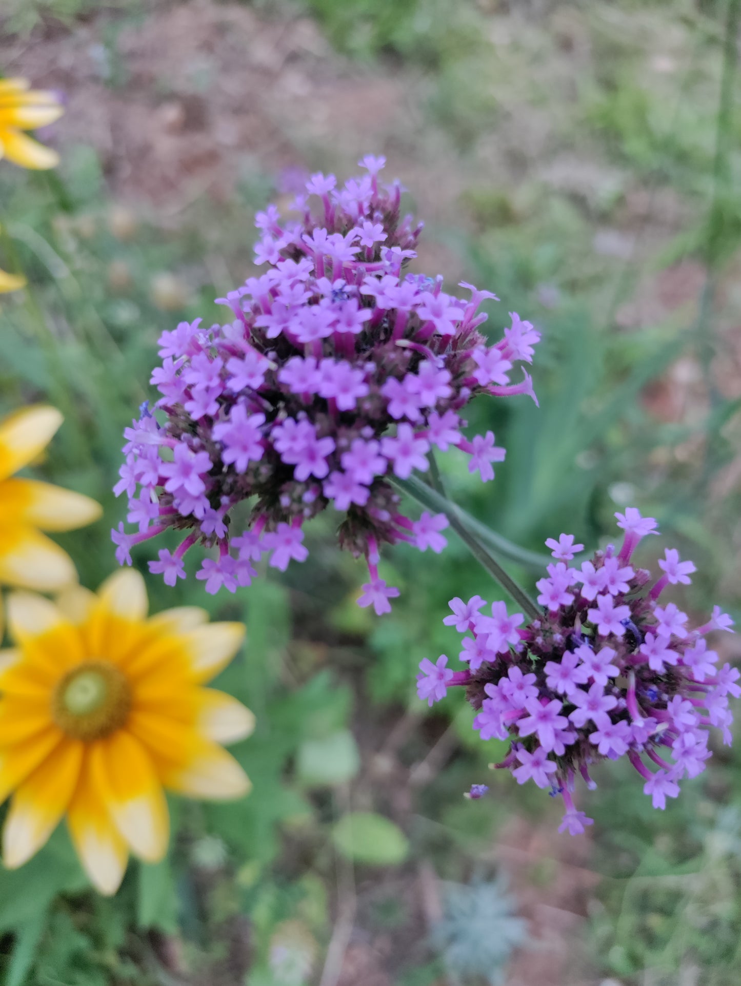 Verbena Bonariensis - Purpletop Vervain