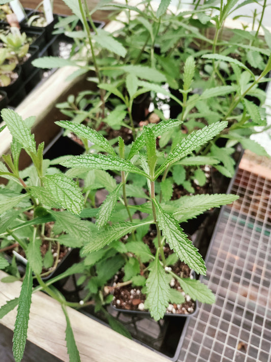 Verbena Vanity - Verbena bonariensis