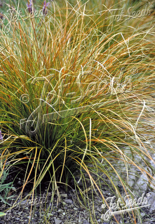 Carex 'Prairie Fire' - Carex testacea