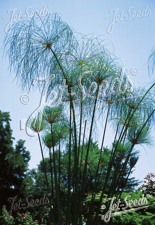 Papyrus - Cyperus papyrus