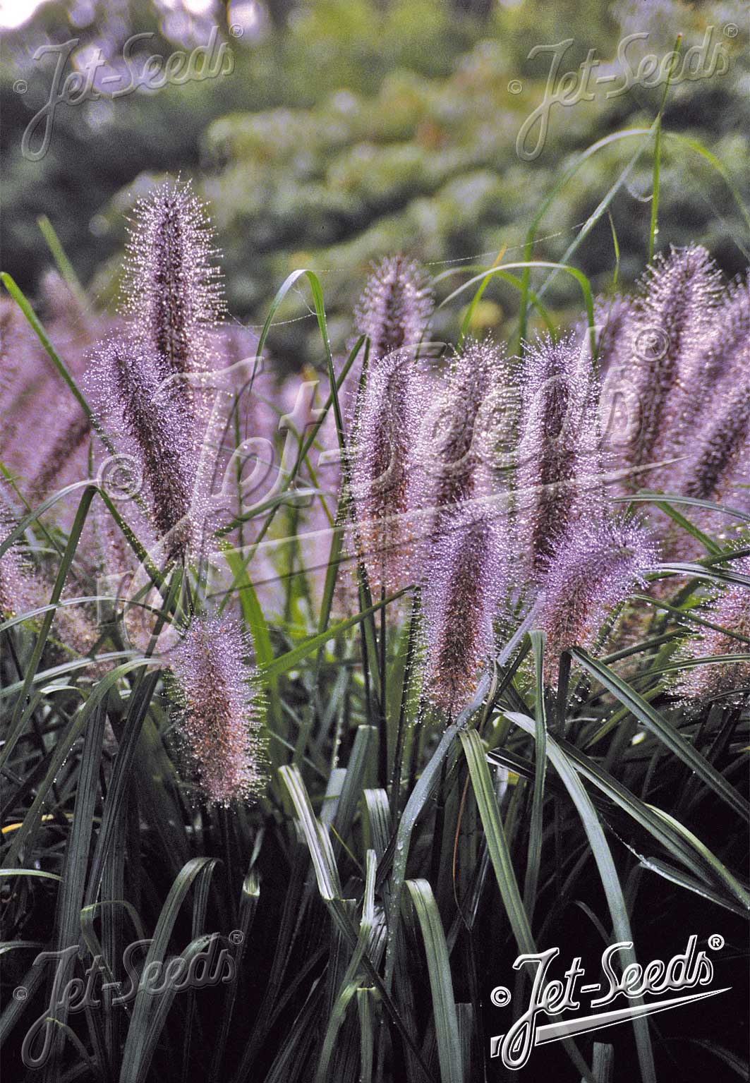 Chinese Fountain Grass 'Viridescens' - Pennisetum