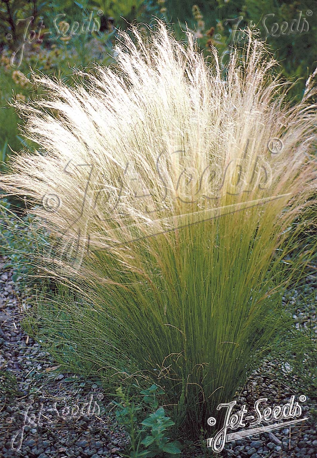 Mexican Feathergrass 'Pony Tails' - Stipa tenuissima