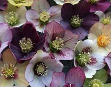 Hellebore Pine Knot Select Strain - Lenten Rose