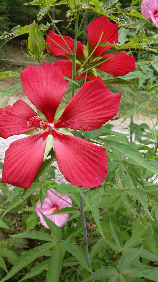 Hibiscus 'Texas Star' - Hibiscus coccineus