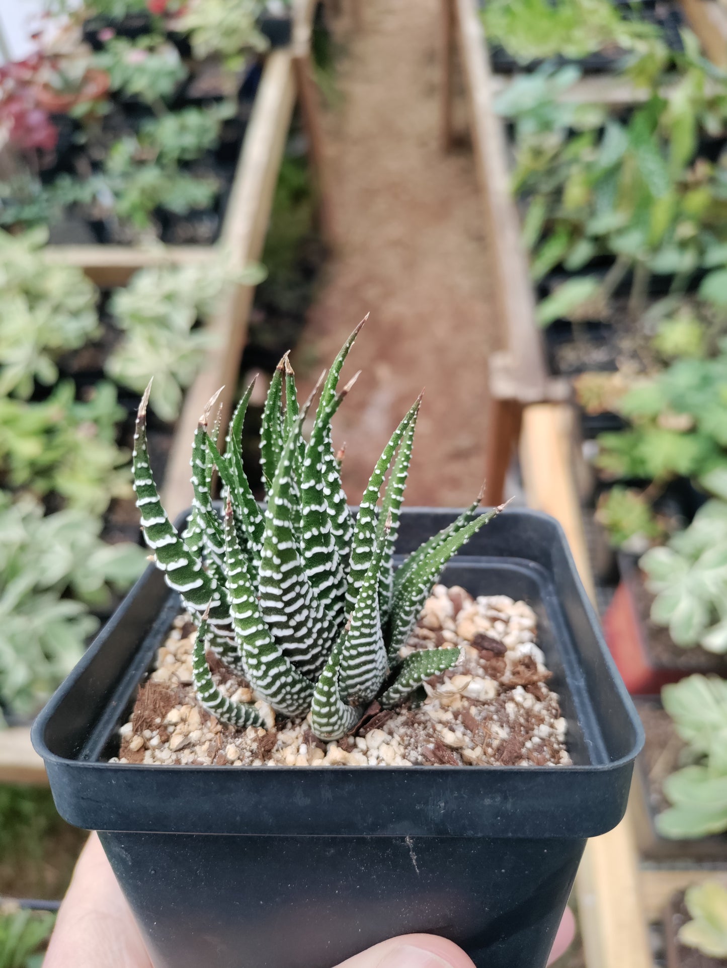 Zebra Haworthia- Haworthiopsis fasciata