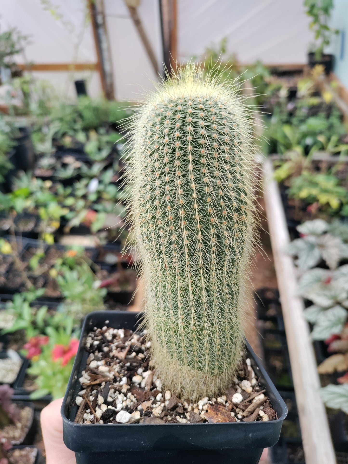 Yellow Tower Cactus- Parodia leninghausii