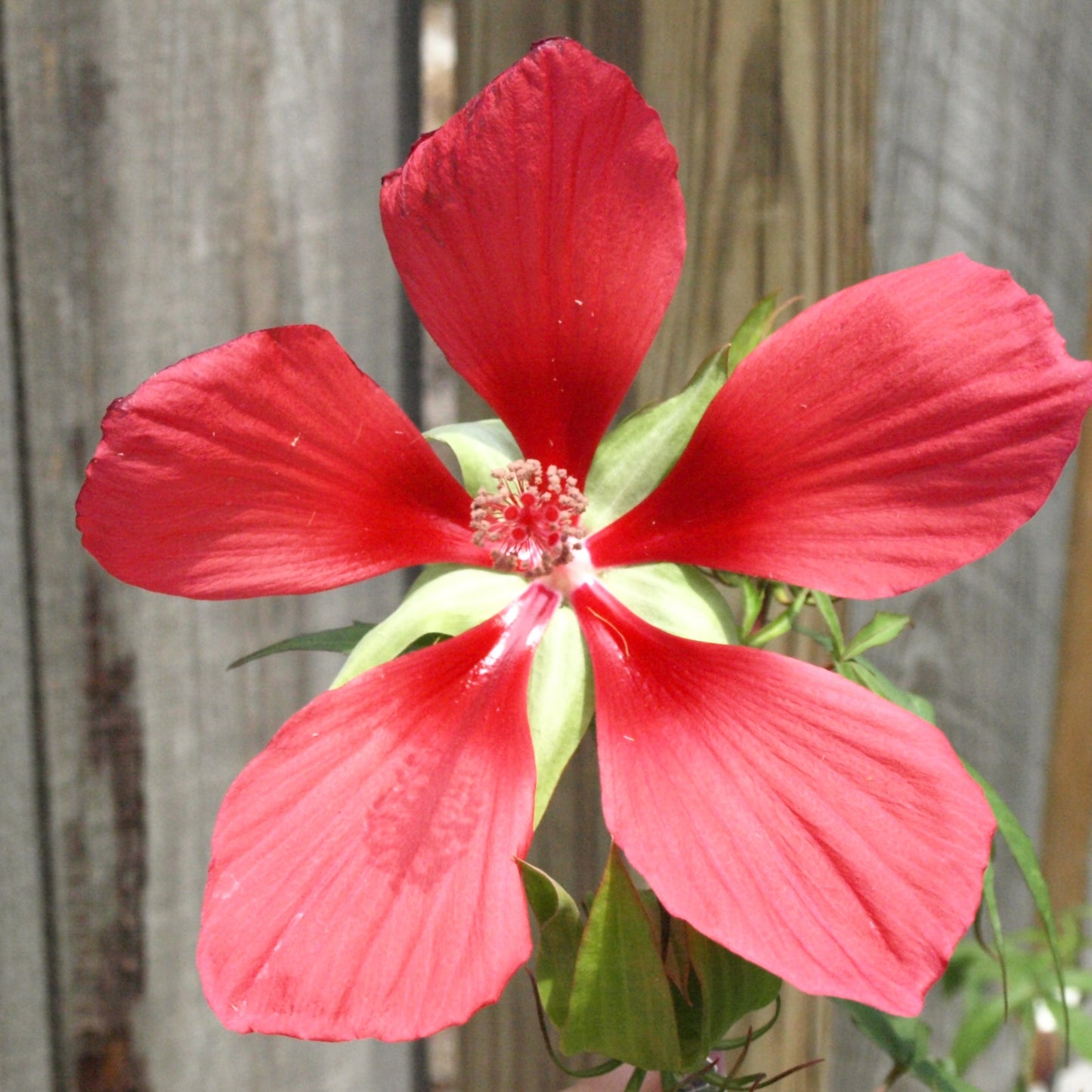 Hibiscus 'Texas Star' - Hibiscus coccineus