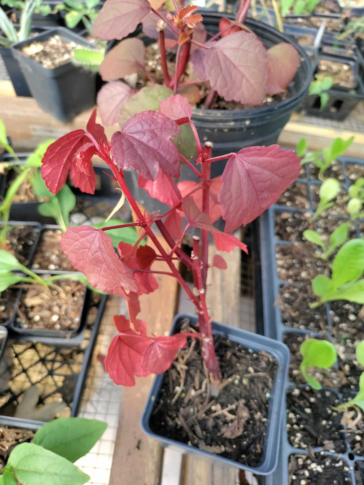 Cranberry Hibiscus - Hibiscus Acetosella - False Roselle