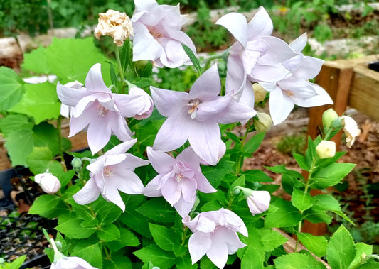 Balloon Flower Pink - 'Astra Semi-double' - Platycodon