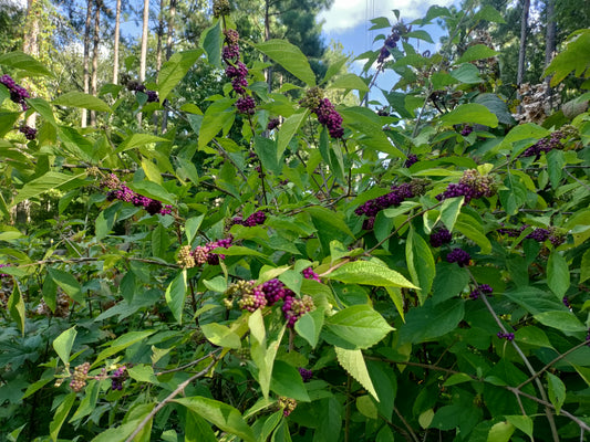 Beautyberry, American - Callicarpa americana