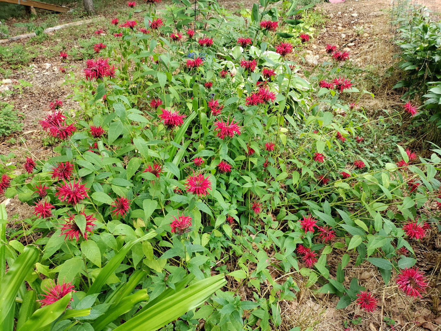 Bee Balm Red 'Jacob Cline' - Scarlet Monarda