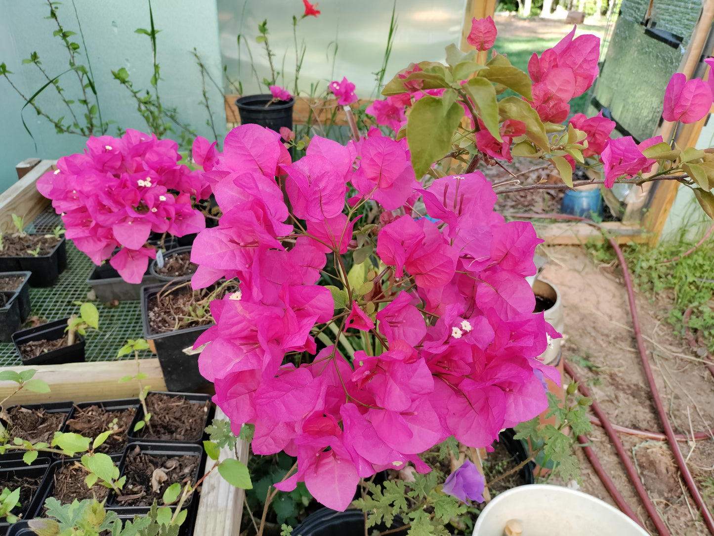 Bougainvillea 'Barbara Karst' - pink