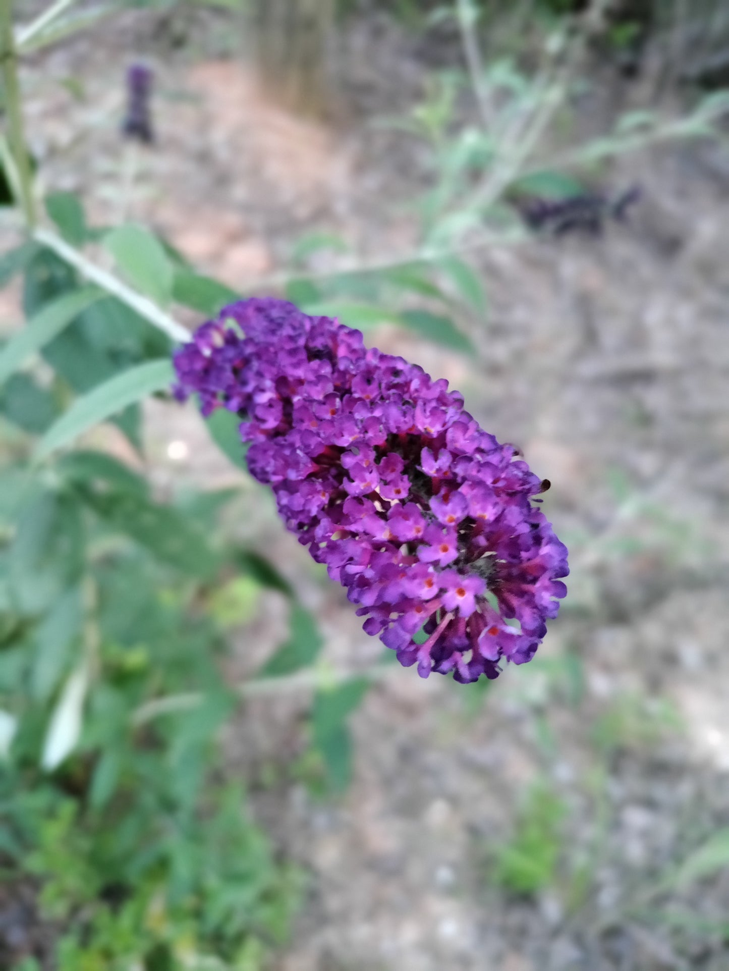 Butterfly Bush purple - Buddleia davidii