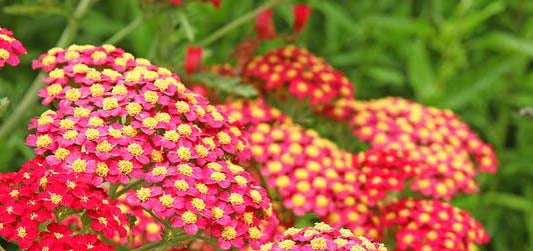 Yarrow 'Paprika'- Achillea millefolium