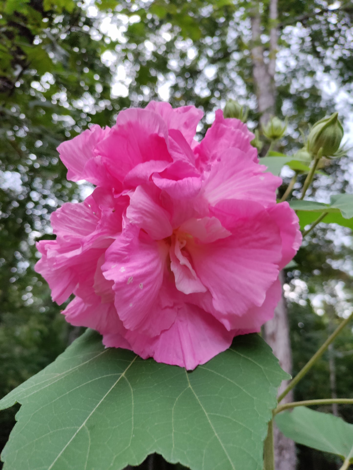 Confederate Rose - Hibiscus Mutabilis