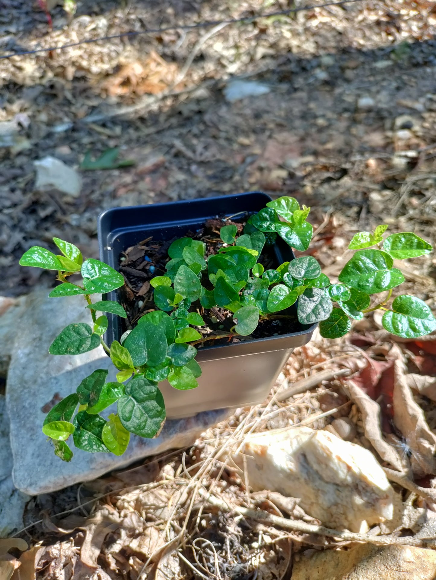 Creeping Fig - Ficus Pumila