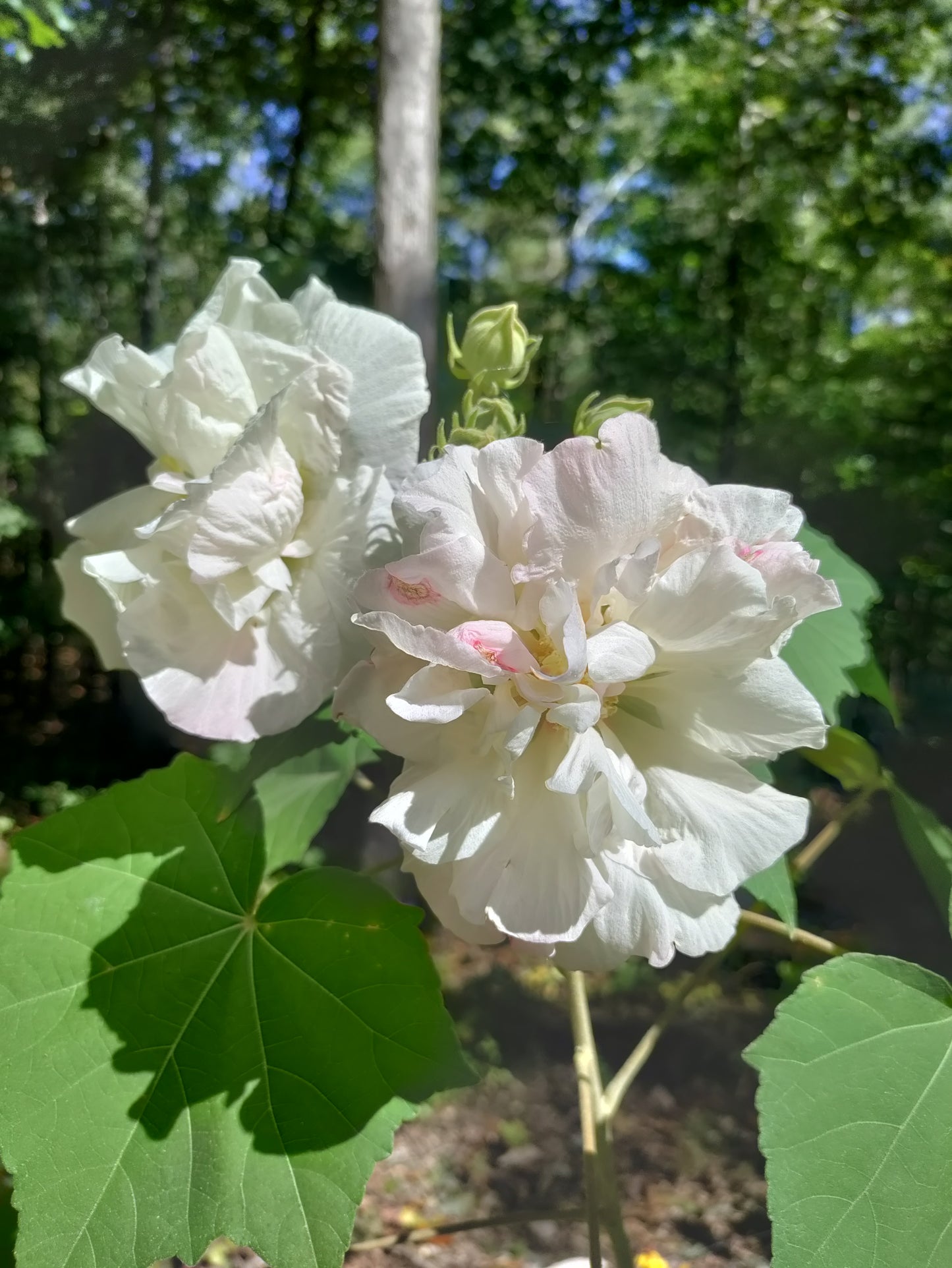 Confederate Rose - Hibiscus Mutabilis