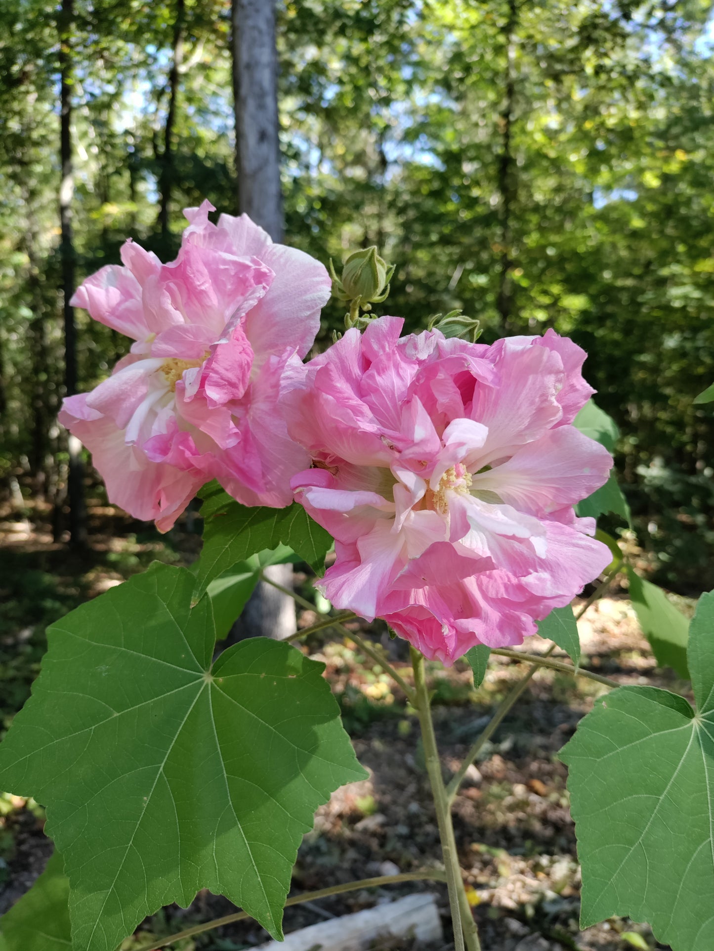 Confederate Rose - Hibiscus Mutabilis