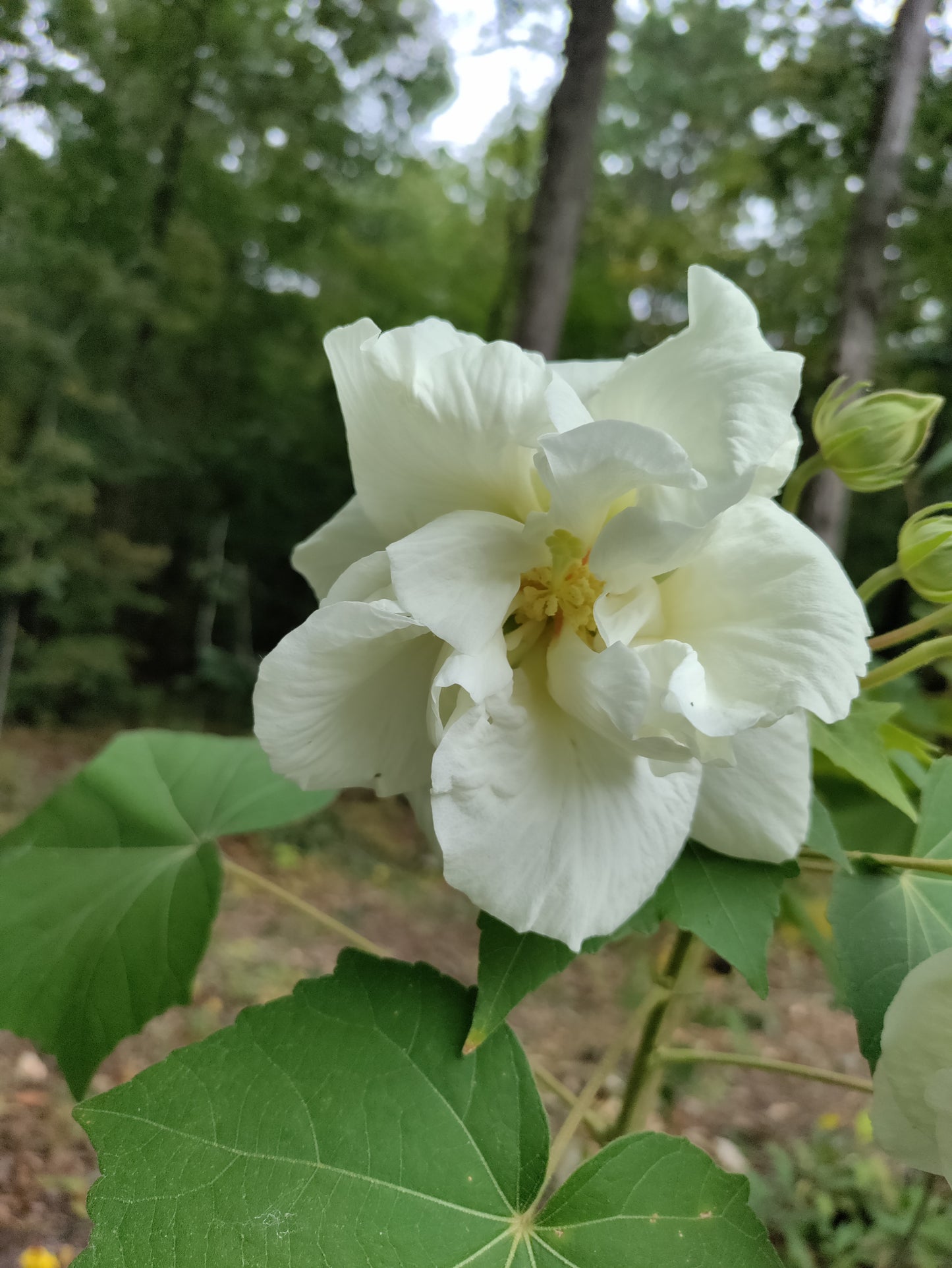 Confederate Rose - Hibiscus Mutabilis